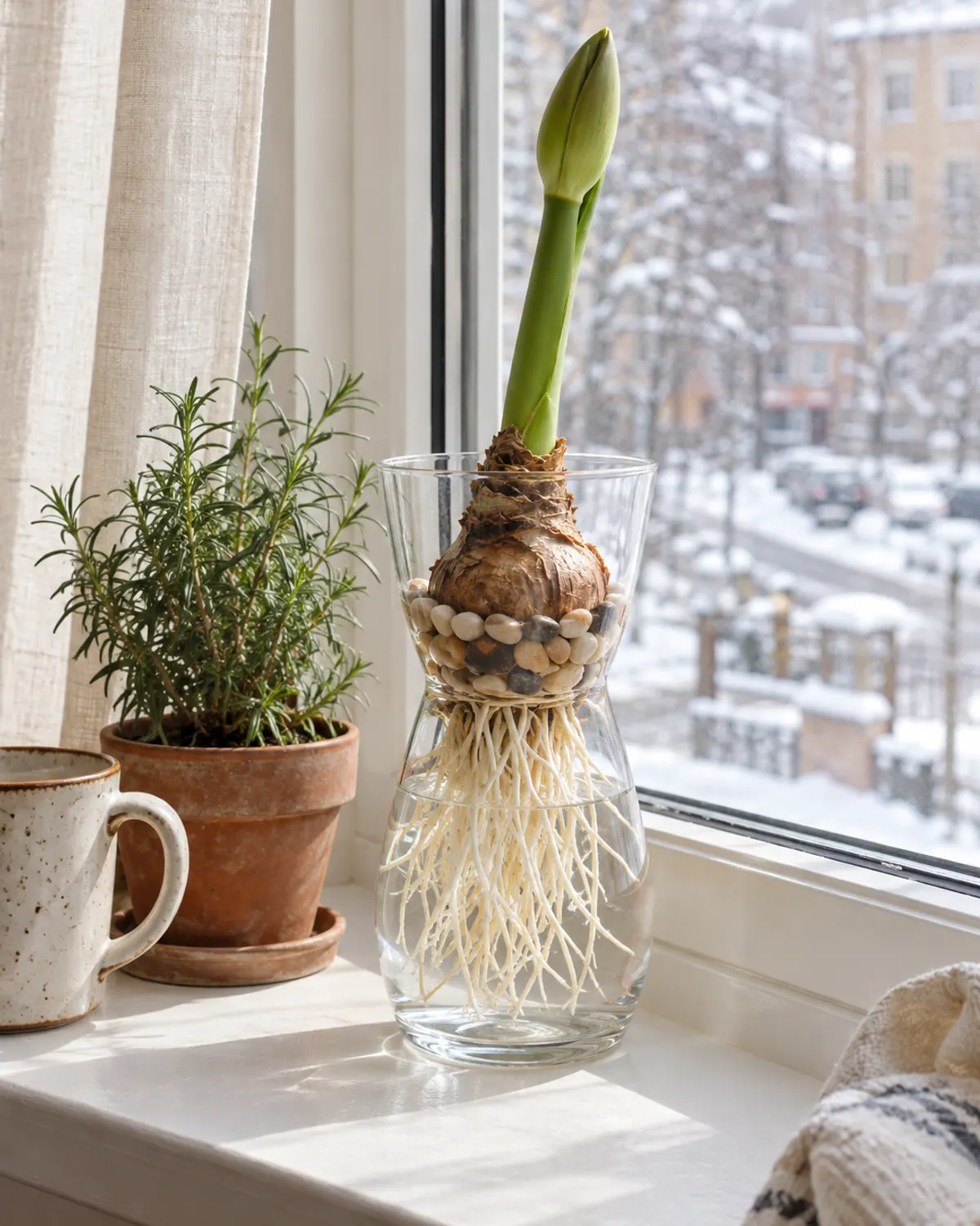 Amaryllis bulb resting on pebbles in a clear glass vase with white roots in the water below the bulb