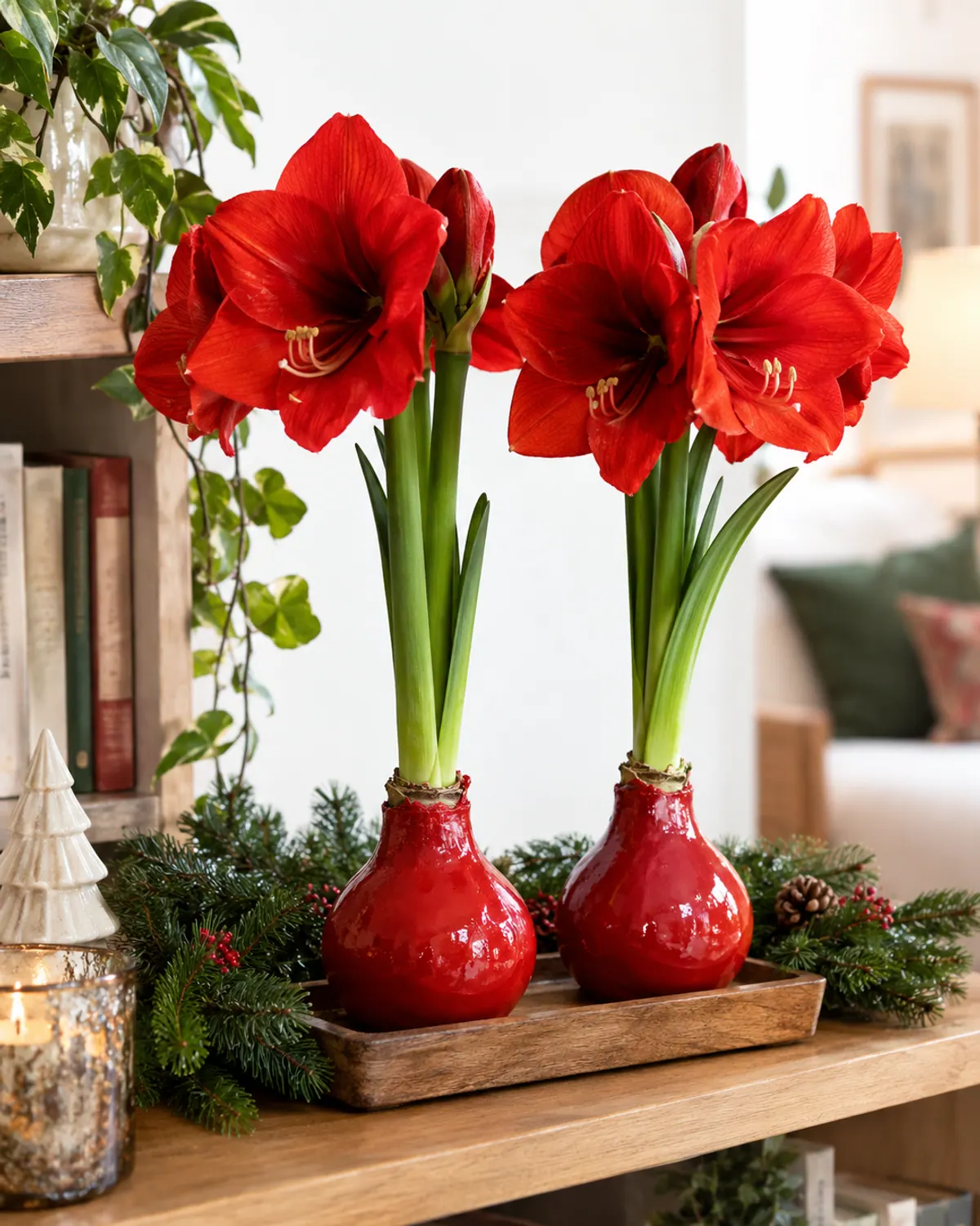 Two red waxed amaryllis bulbs with tall stalks of red flowers on a wooden tray on a living room bookshelf
