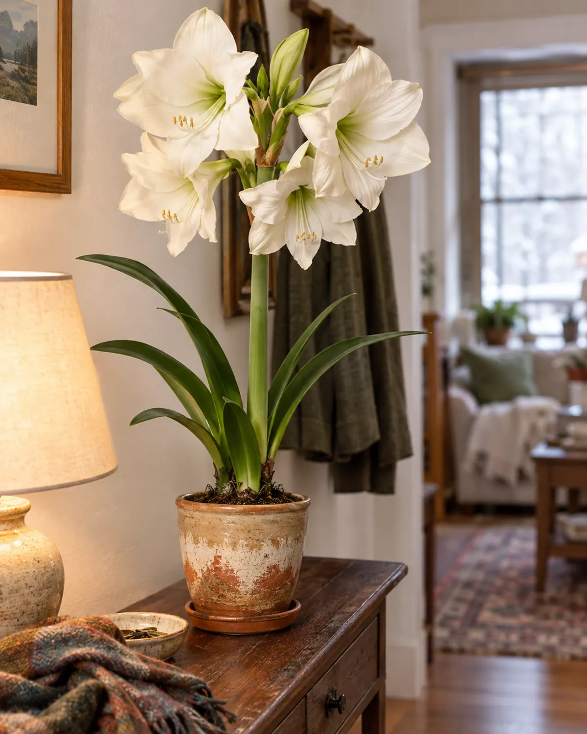 White amaryllis in full bloom on an entry console table away from direct sun in a small apartment