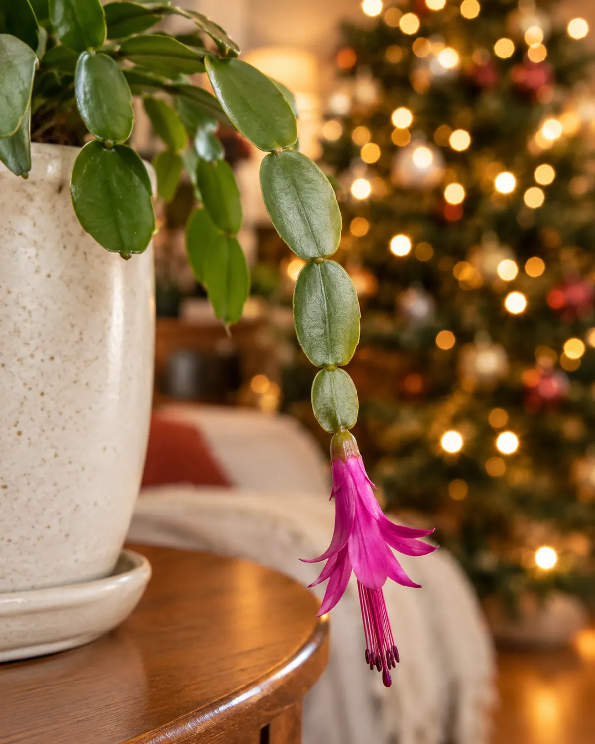 Magenta Christmas cactus flower hanging straight down from a chain of smooth, rounded stem segments, with purplish-brown anthers, Christmas tree lights blurred behind