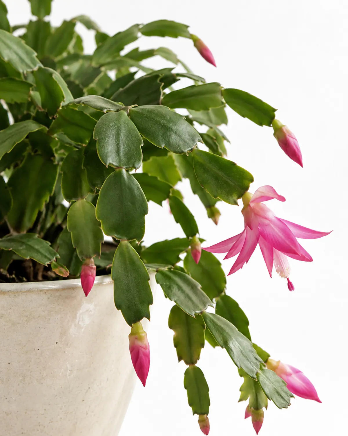Christmas cactus plant close-up showing smooth, dark green stem segments with rounded scalloped edges arching over a cream pot