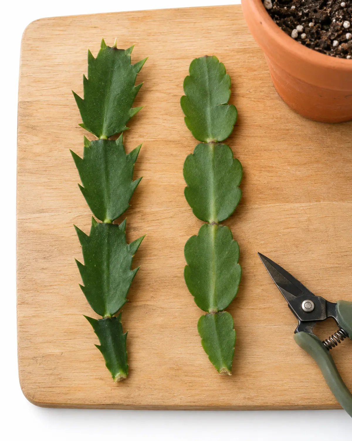 Two holiday cactus cuttings side by side on a cutting board: toothed Thanksgiving cactus segments on the left and rounded Christmas cactus segments on the right