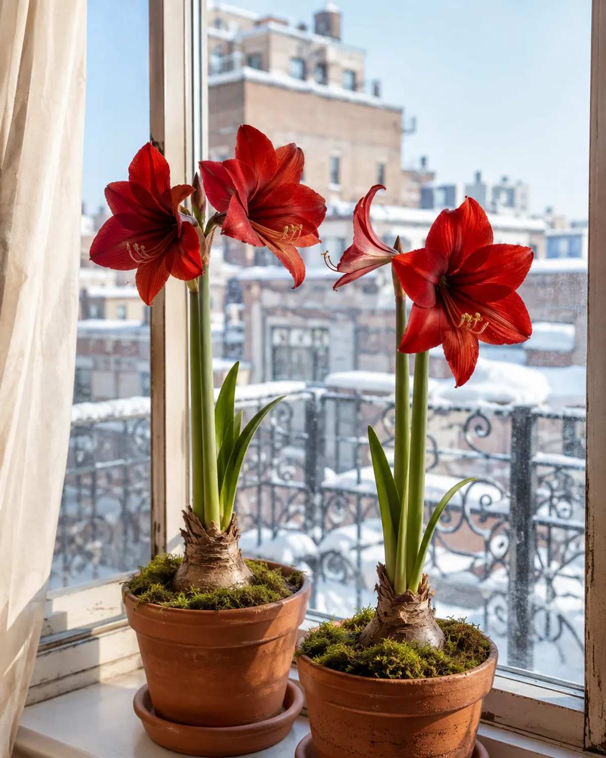 Amaryllis plants with tall stems and red blooms in terracotta pots on a sunny winter windowsill