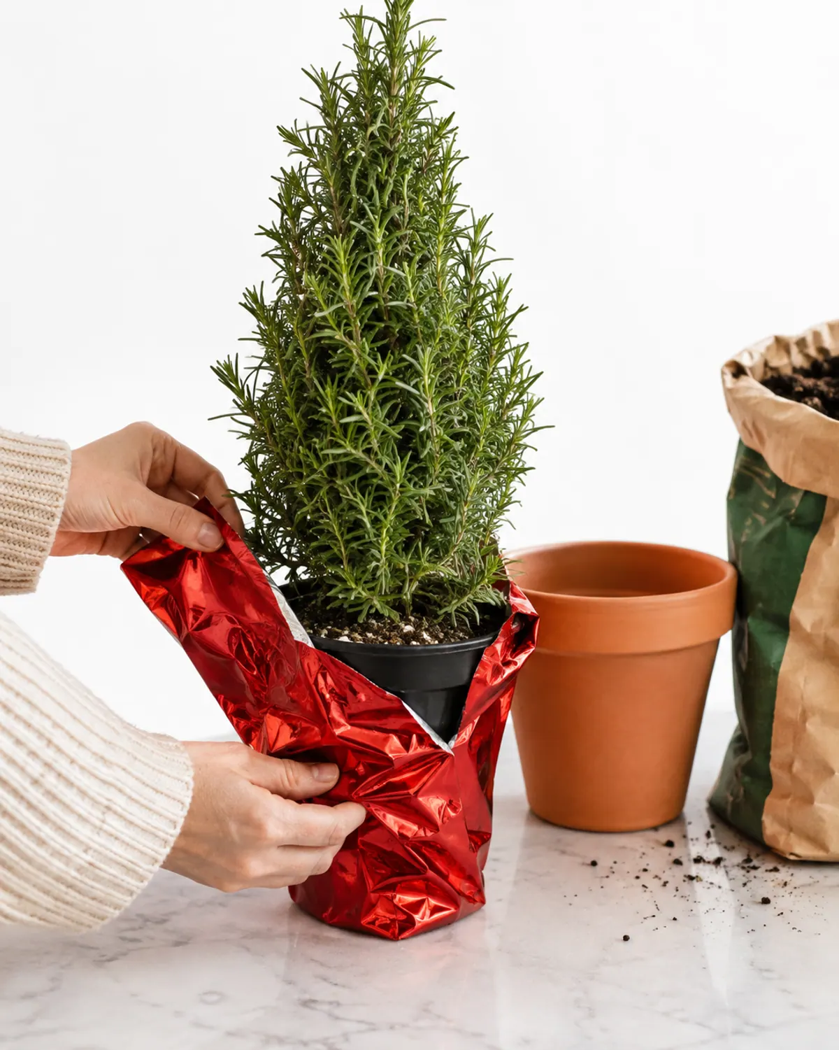 Hands removing a red foil wrapper from the nursery pot of a rosemary Christmas tree on a kitchen counter