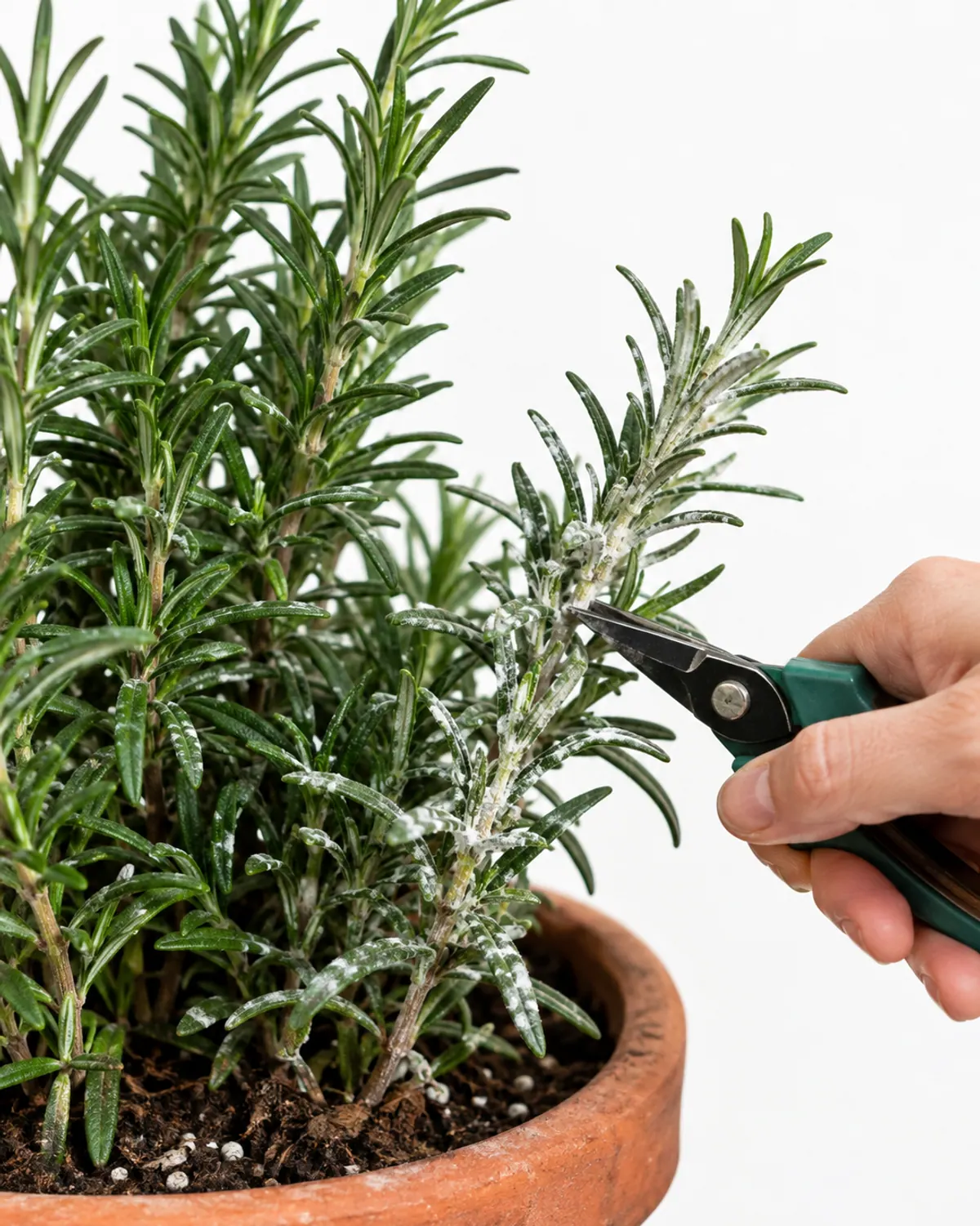 Rosemary stems with white powdery mildew patches on the needles of an indoor potted plant