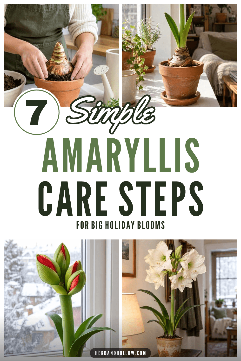 Pinterest collage of hands planting an amaryllis bulb in terracotta, a stalk sprouting by a window, red buds opening and a white amaryllis in bloom, with the text 7 Simple Amaryllis Care Steps for big holiday blooms.