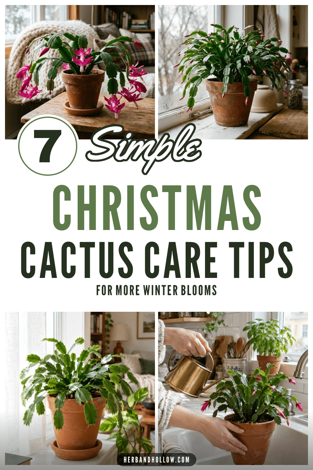 Pinterest pin with four photos of a blooming Christmas cactus in terracotta pots, one being watered at a sink, and the text 7 Simple Christmas Cactus Care Tips for more winter blooms.