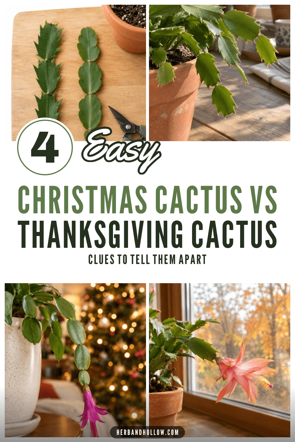 Pinterest collage of holiday cactus close-ups: toothed and rounded stem segments on a cutting board, a hanging magenta flower and a pink flower with yellow pollen, with the text 4 Easy Christmas Cactus vs Thanksgiving Cactus clues.