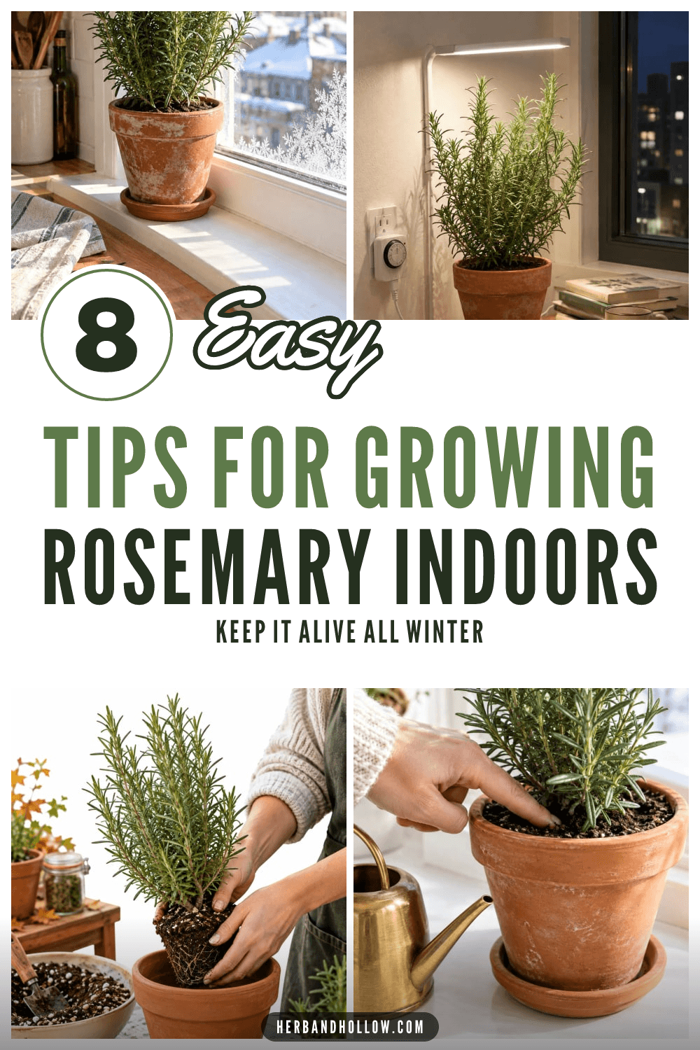 Pinterest pin with four photos of rosemary in terracotta pots on a windowsill, under a grow light and being repotted, with the text 8 Easy Tips for Growing Rosemary Indoors.